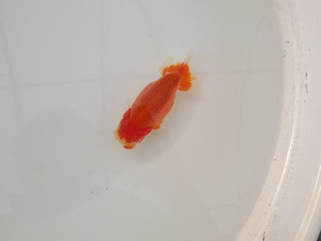 【浜松 松田 力三 氏】素晴らしい系統のらんちゅう 約12㎝ オス?