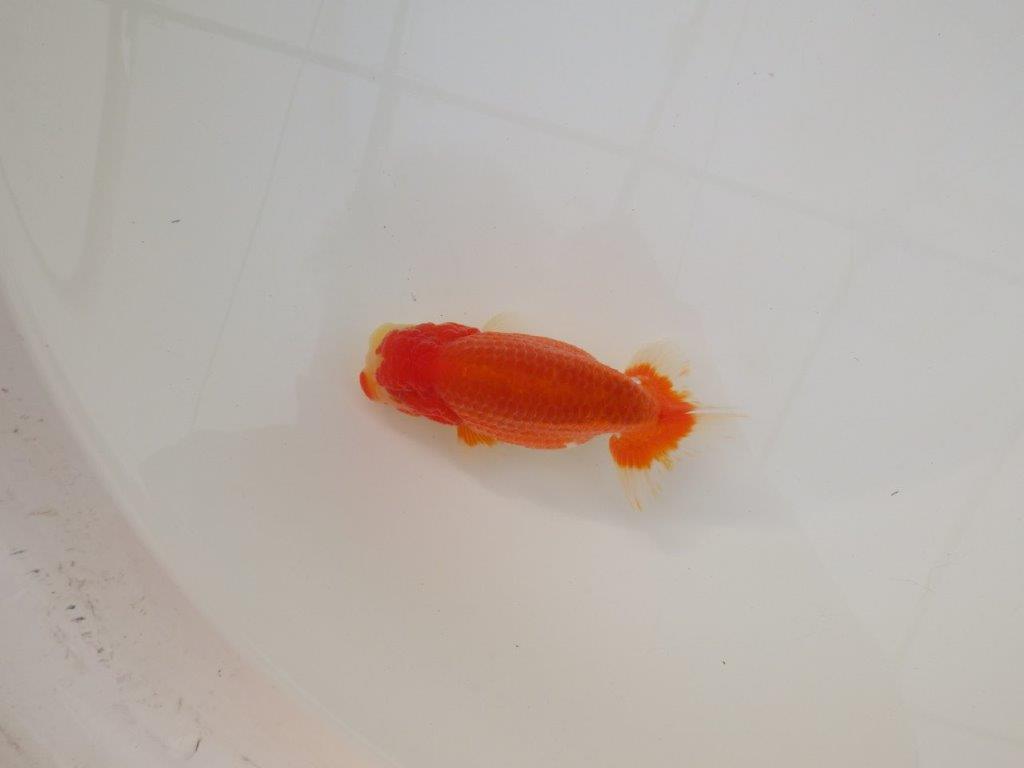 【浜松 松田 力三 氏】素晴らしい系統のらんちゅう 約12㎝ オス?