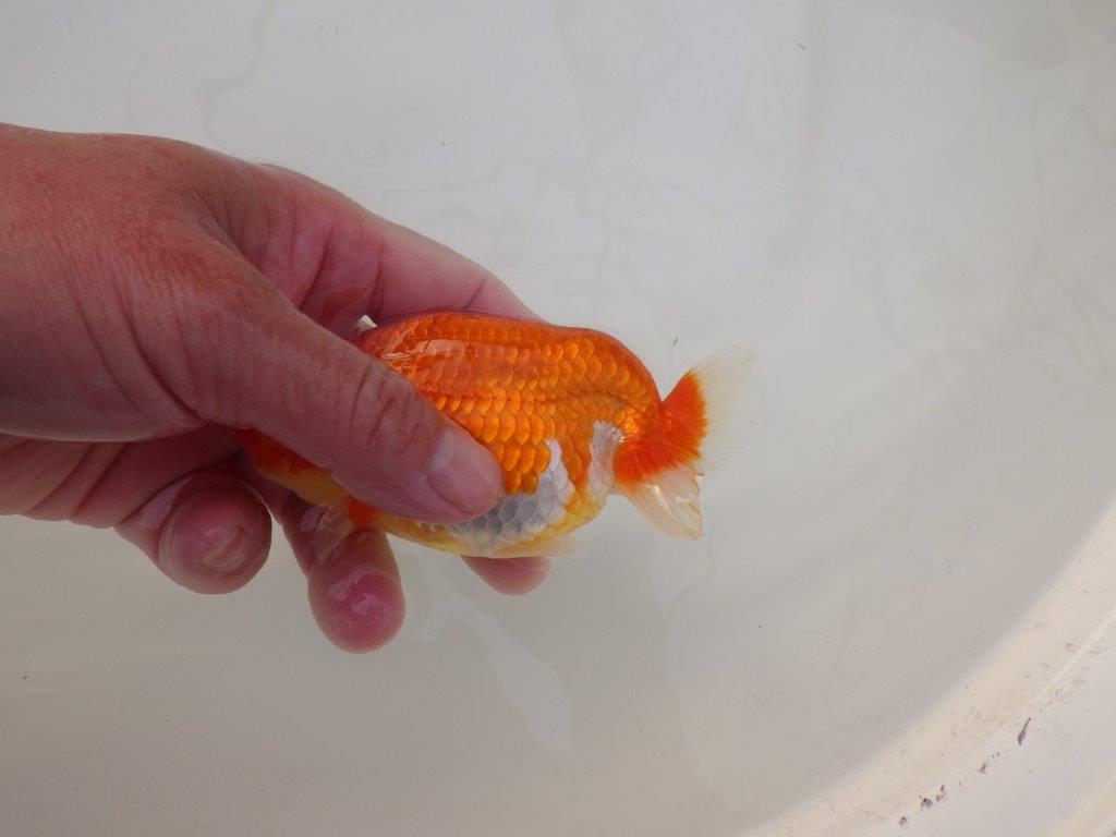 【浜松 松田 力三 氏】素晴らしい系統のらんちゅう 約12㎝ オス?