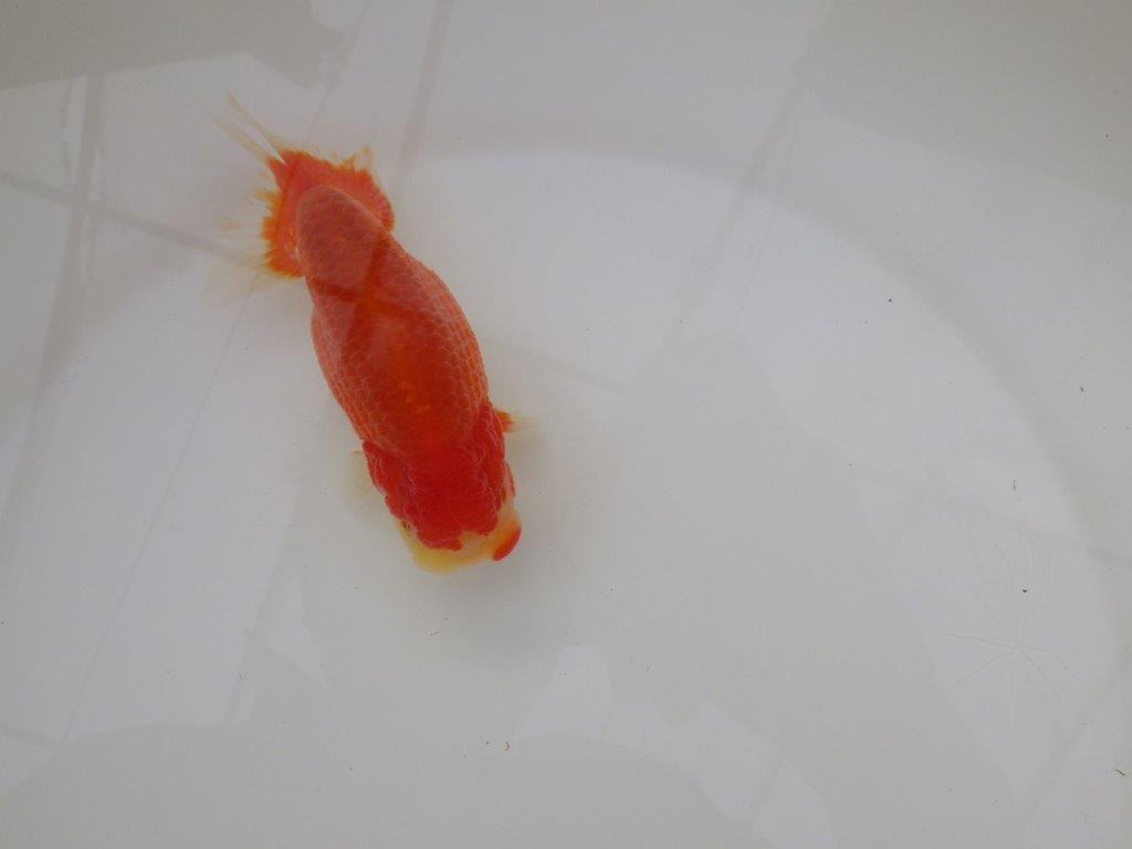 【浜松 松田 力三 氏】素晴らしい系統のらんちゅう 約12㎝ オス?