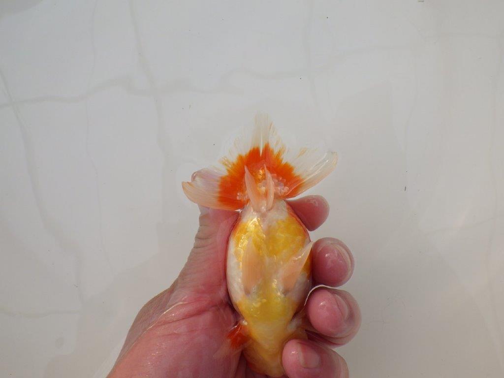 【浜松 松田 力三 氏】素晴らしい系統のらんちゅう 約12㎝ オス?