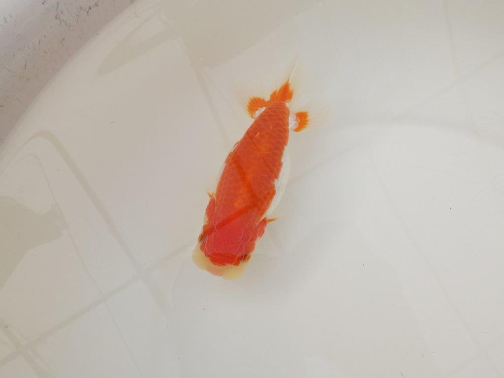 【浜松 松田 力三 氏】種にもお勧め極上系統のらんちゅう 約13㎝ メス?