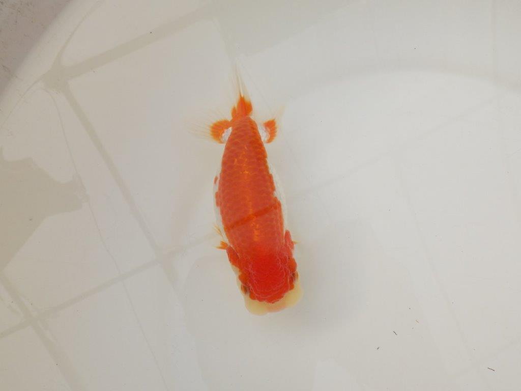 【浜松 松田 力三 氏】種にもお勧め極上系統のらんちゅう 約13㎝ メス?