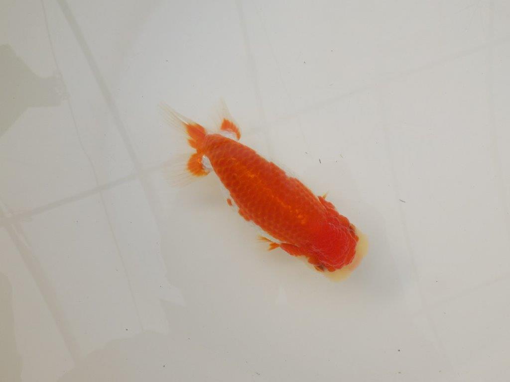 【浜松　松田　力三　氏】種にもお勧め極上系統のらんちゅう　　約13㎝ メス？の上身