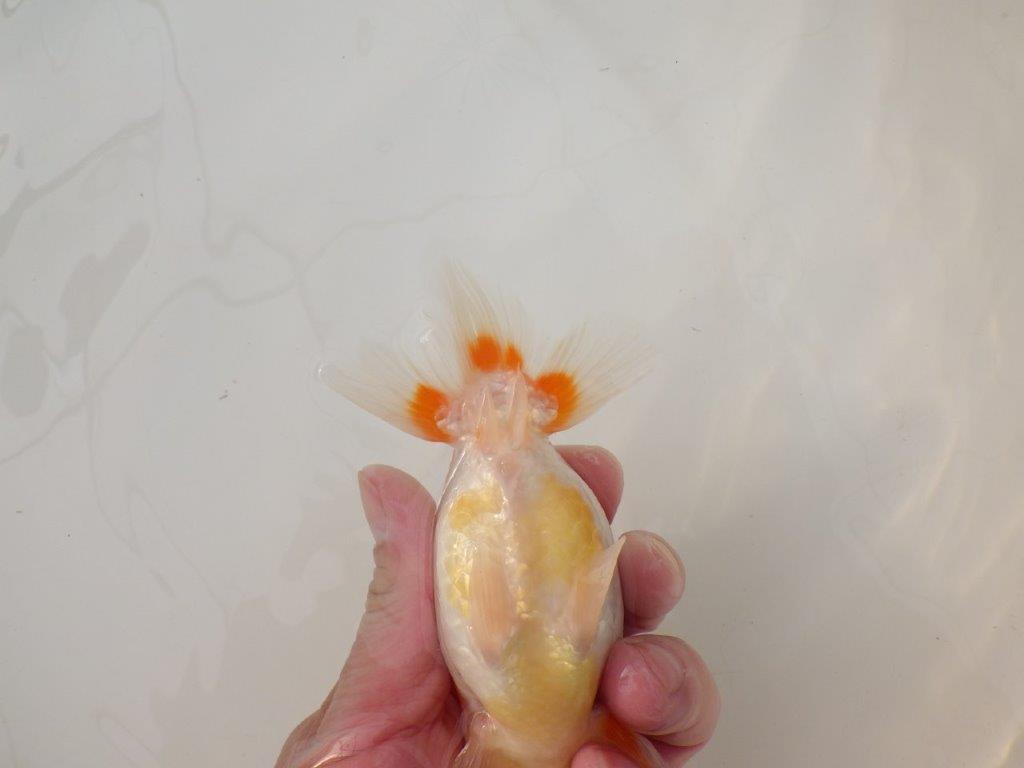 【浜松 松田 力三 氏】種にもお勧め極上系統のらんちゅう 約13㎝ メス?