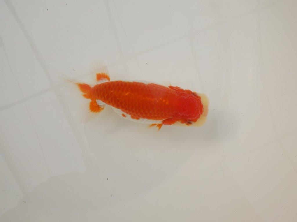 【浜松 松田 力三 氏】種にもお勧め極上系統のらんちゅう 約13㎝ メス?