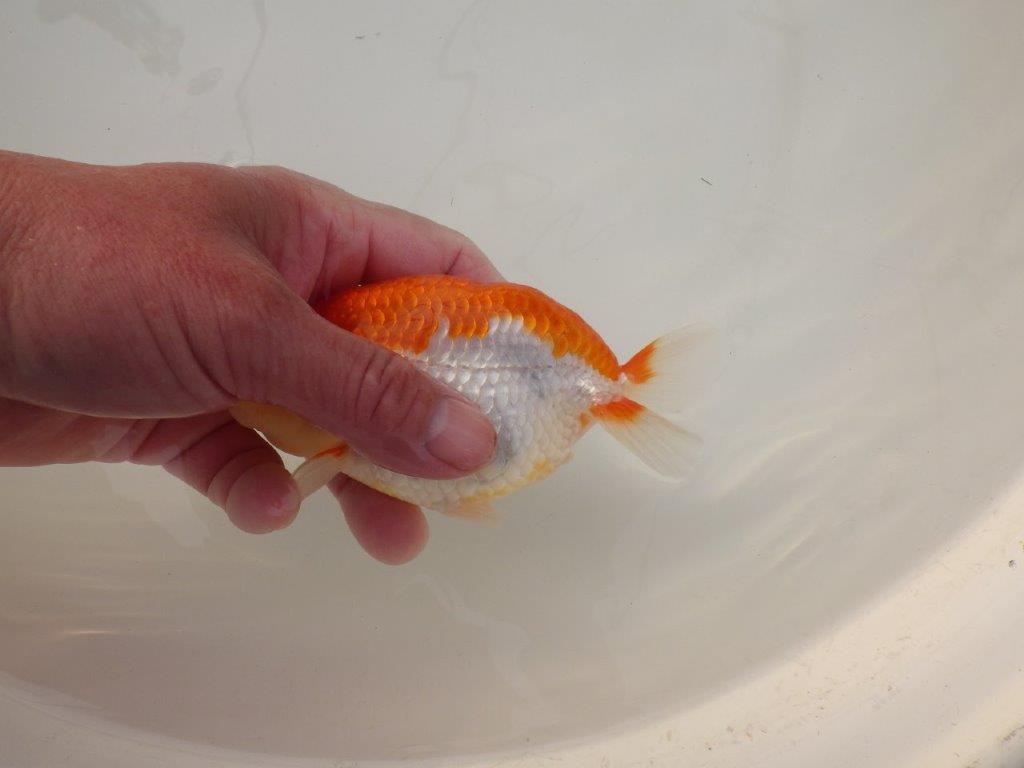 【浜松 松田 力三 氏】種にもお勧め極上系統のらんちゅう 約13㎝ メス?