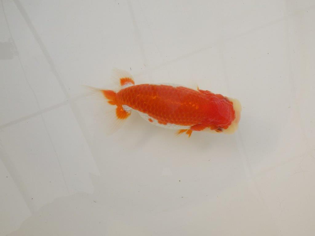 【浜松 松田 力三 氏】種にもお勧め極上系統のらんちゅう 約13㎝ メス?