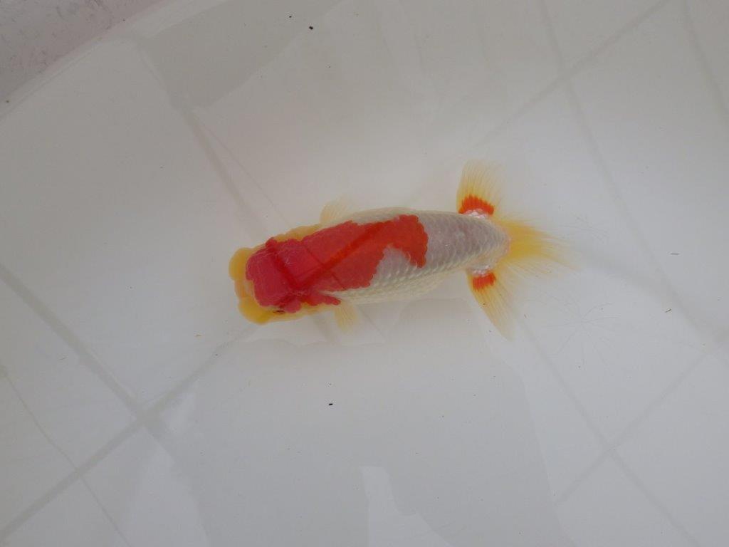 【浜松 松田 力三 氏】インパクトのある派手な更紗らんちゅう 約13,5㎝ オス?