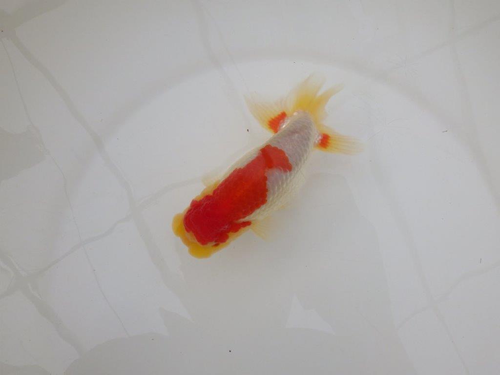 【浜松 松田 力三 氏】インパクトのある派手な更紗らんちゅう 約13,5㎝ オス?