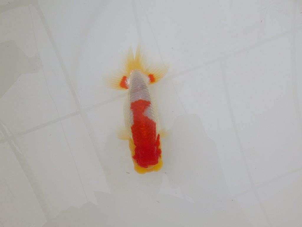 【浜松 松田 力三 氏】インパクトのある派手な更紗らんちゅう 約13,5㎝ オス?