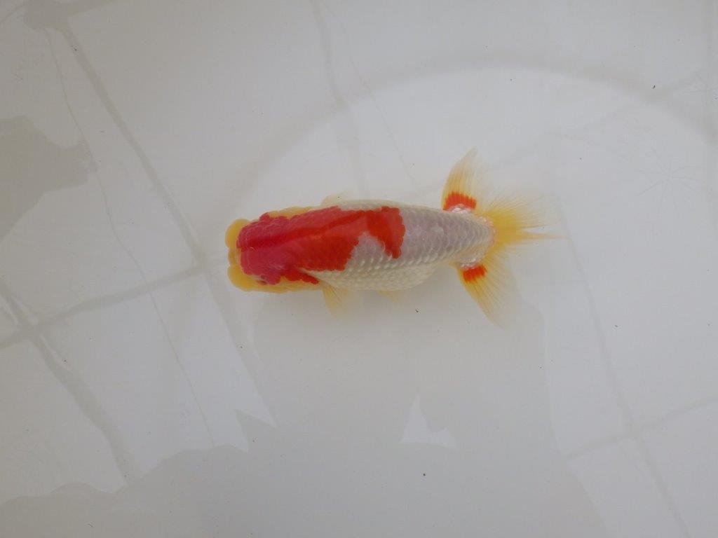 【浜松 松田 力三 氏】インパクトのある派手な更紗らんちゅう 約13,5㎝ オス?