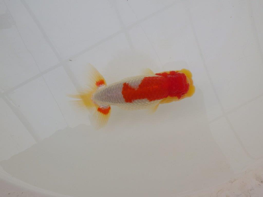 【浜松　松田　力三　氏】インパクトのある派手な更紗らんちゅう　　約13,5㎝ オス？の上身