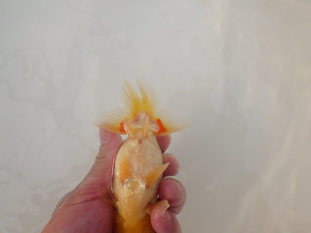 【浜松 松田 力三 氏】インパクトのある派手な更紗らんちゅう 約13,5㎝ オス?