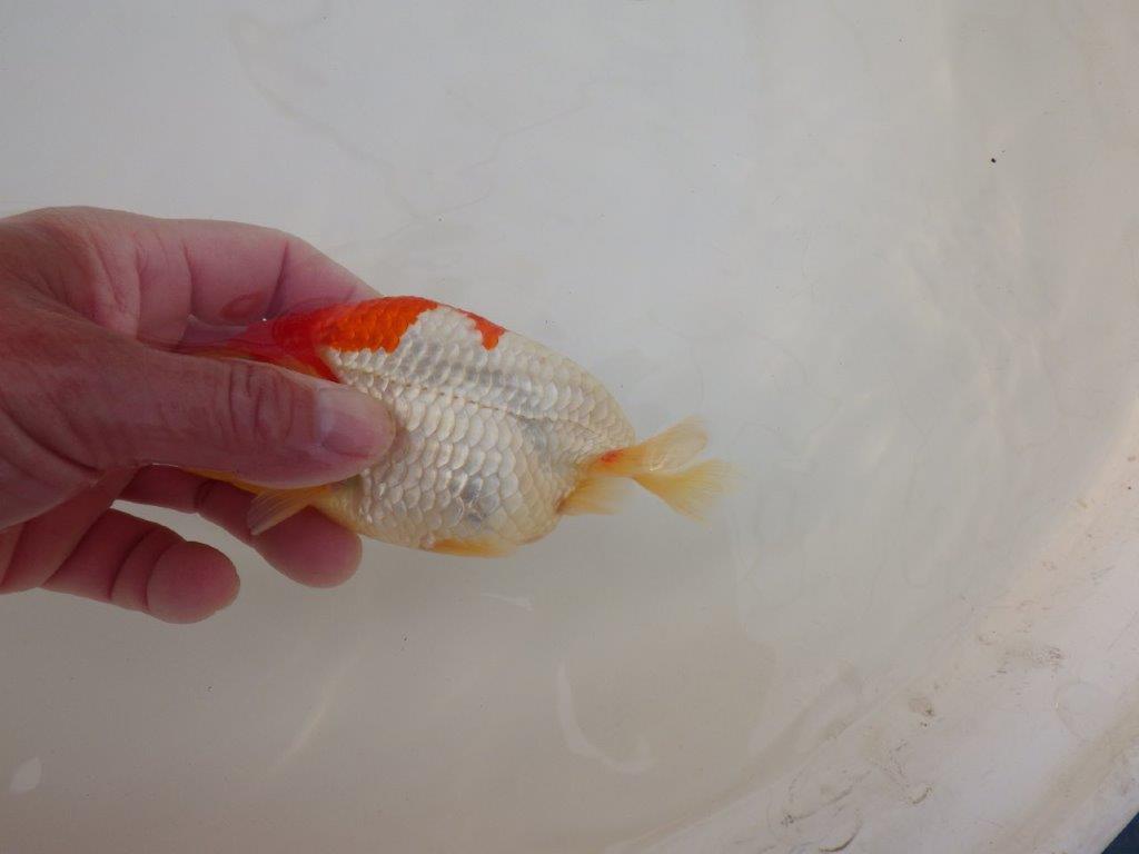 【浜松 松田 力三 氏】インパクトのある派手な更紗らんちゅう 約13,5㎝ オス?