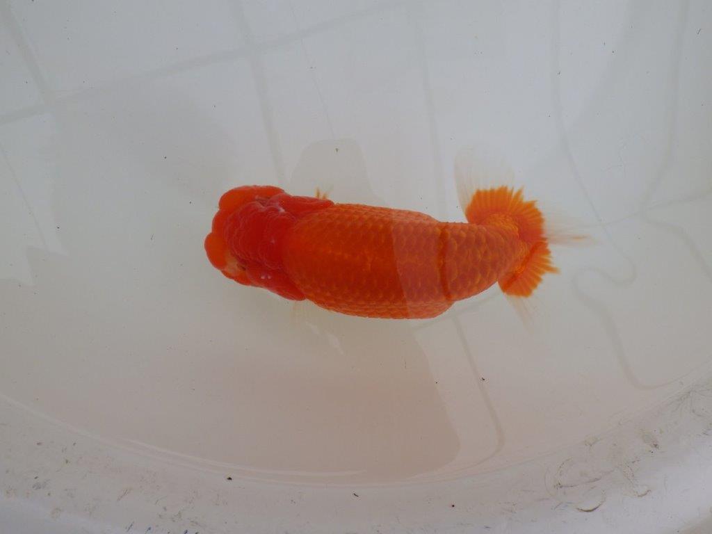 【浜松 松田 力三 氏】背幅のあるらんちゅう 約15㎝ オス?