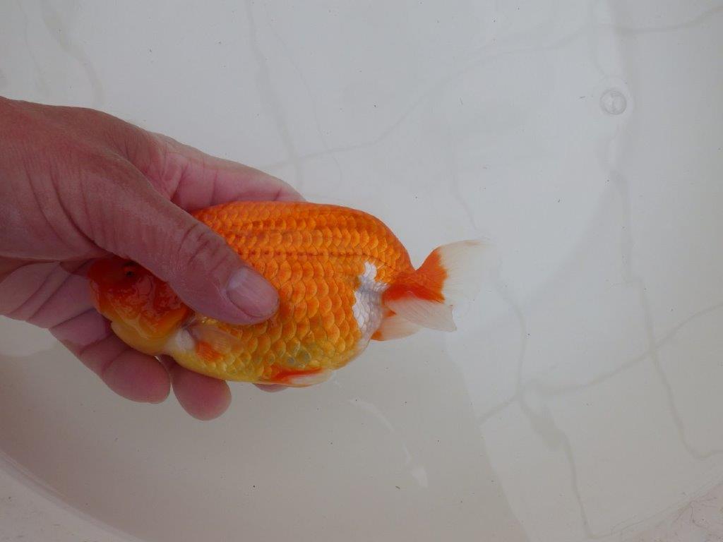 【浜松 松田 力三 氏】背幅のあるらんちゅう 約15㎝ オス?