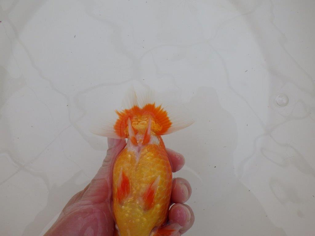 【浜松 松田 力三 氏】背幅のあるらんちゅう 約15㎝ オス?