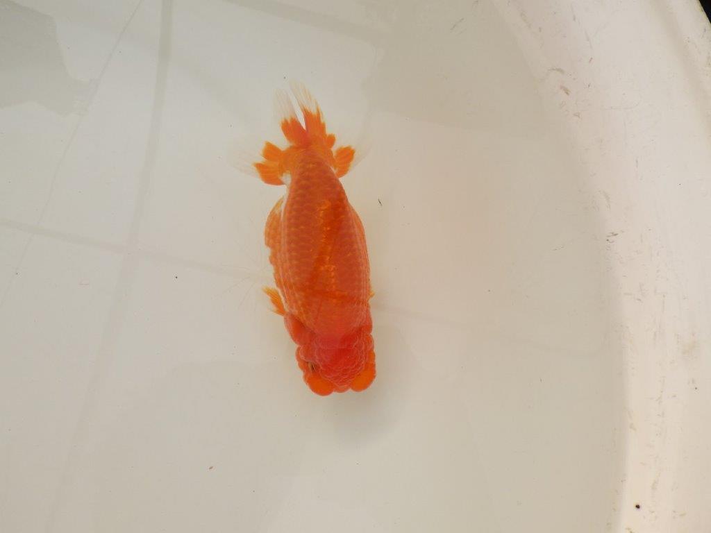 【浜松 松田 力三 氏】背のラインも綺麗で水槽映えらんちゅう 約13㎝ オス?