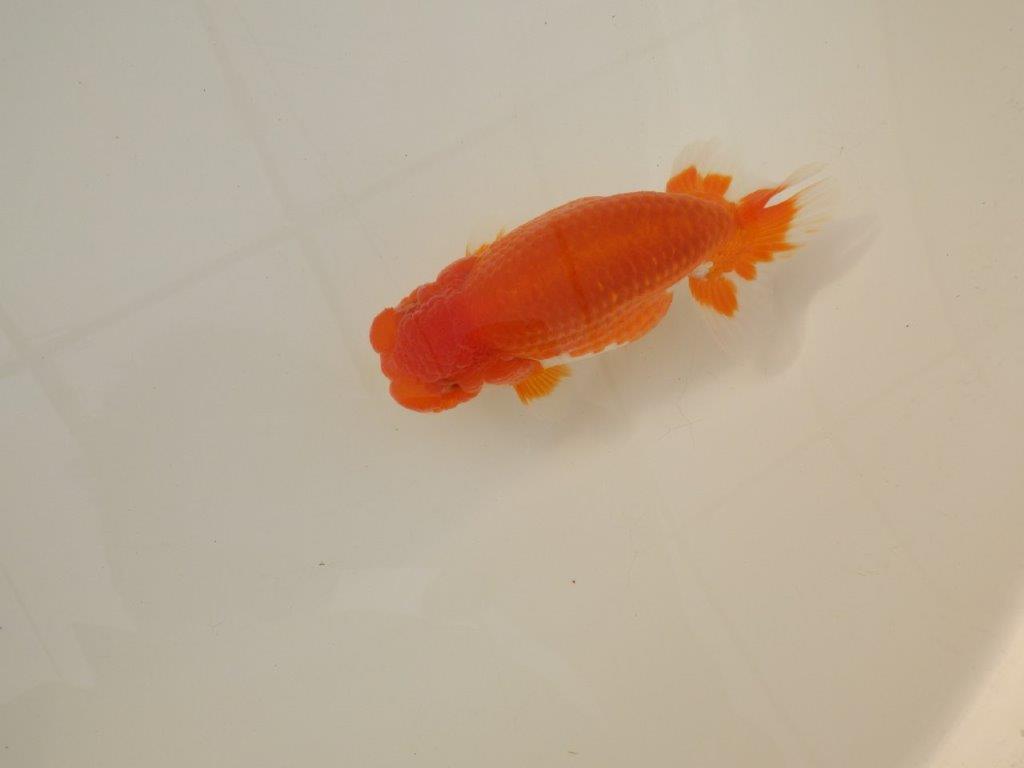 【浜松 松田 力三 氏】背のラインも綺麗で水槽映えらんちゅう 約13㎝ オス?