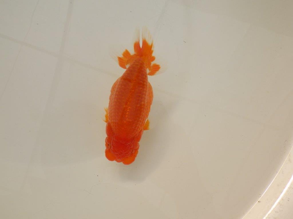 【浜松　松田　力三　氏】背のラインも綺麗で水槽映えらんちゅう　　約13㎝ オス？の上身