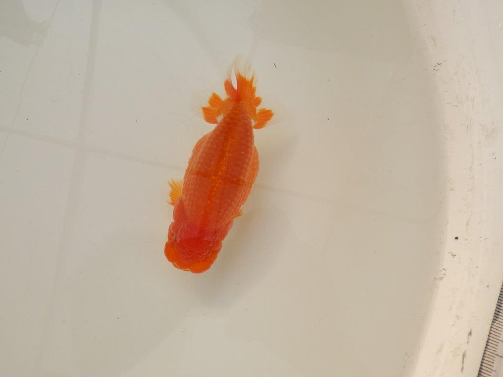 【浜松 松田 力三 氏】背のラインも綺麗で水槽映えらんちゅう 約13㎝ オス?