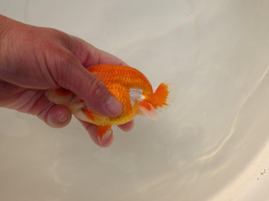 【浜松 松田 力三 氏】背のラインも綺麗で水槽映えらんちゅう 約13㎝ オス?