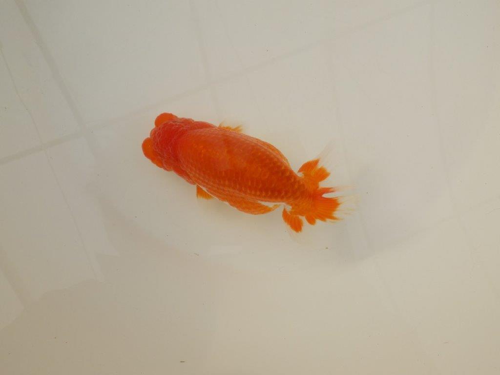 【浜松 松田 力三 氏】背のラインも綺麗で水槽映えらんちゅう 約13㎝ オス?