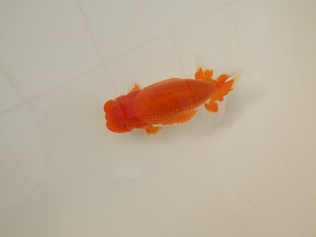 【浜松 松田 力三 氏】背のラインも綺麗で水槽映えらんちゅう 約13㎝ オス?