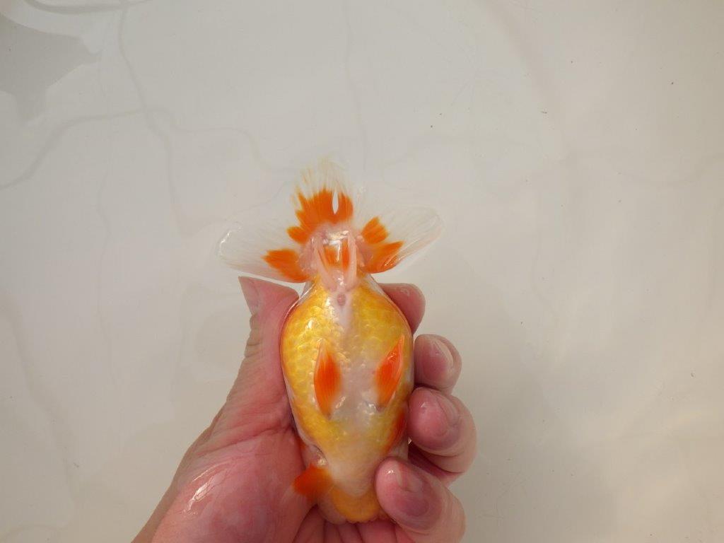 【浜松 松田 力三 氏】背のラインも綺麗で水槽映えらんちゅう 約13㎝ オス?