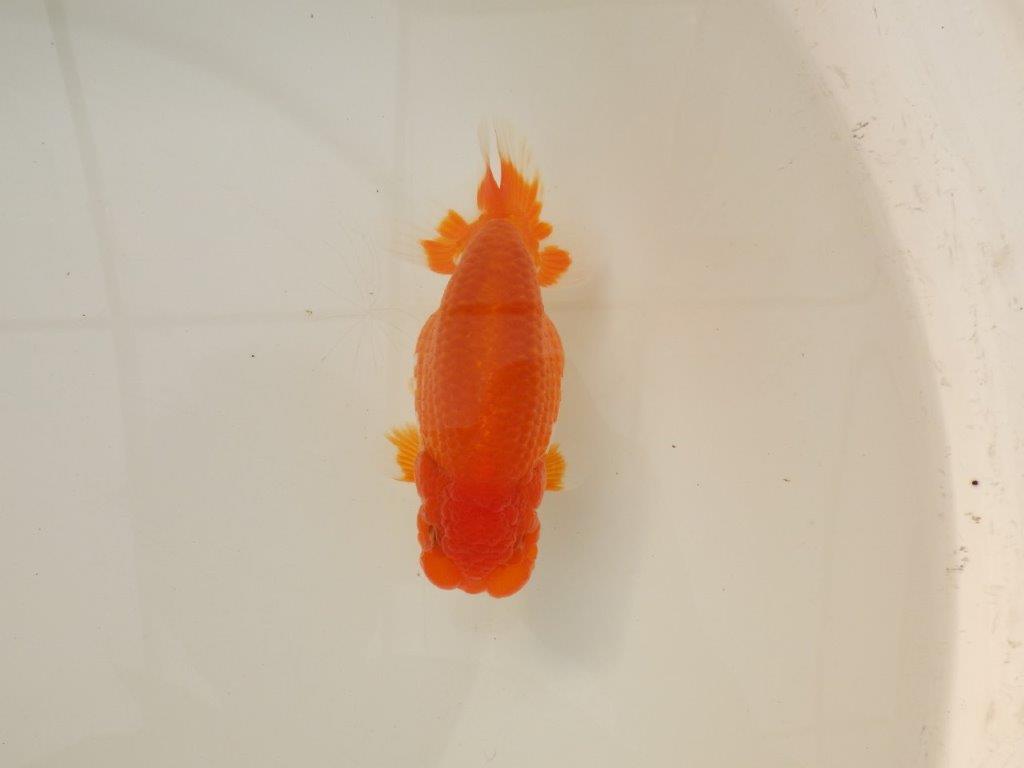 【浜松 松田 力三 氏】背のラインも綺麗で水槽映えらんちゅう 約13㎝ オス?