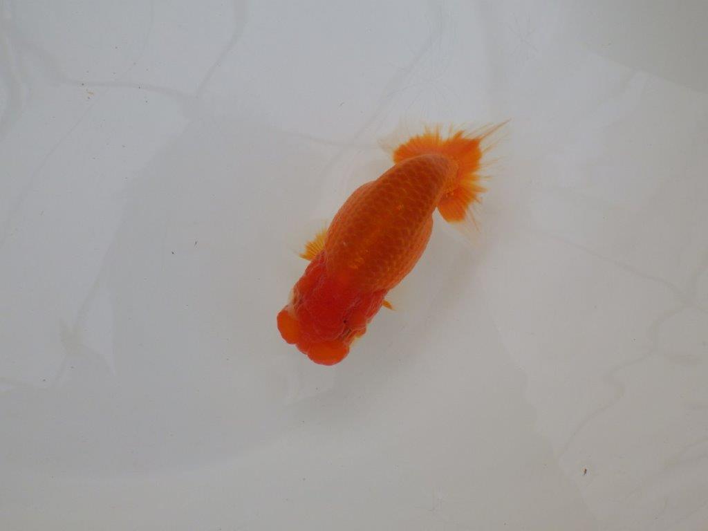 【浜松 松田 力三 氏】二歳で良くなるタイプのらんちゅう 約11,5㎝ オス?