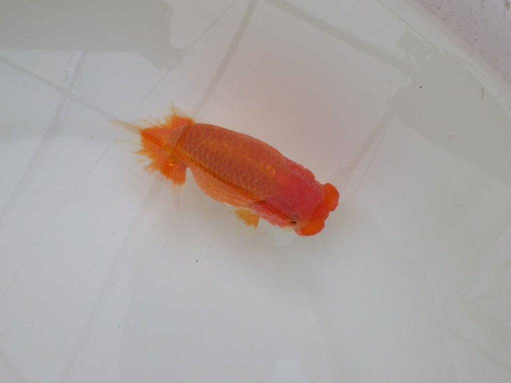 【浜松 松田 力三 氏】二歳で良くなるタイプのらんちゅう 約11,5㎝ オス?