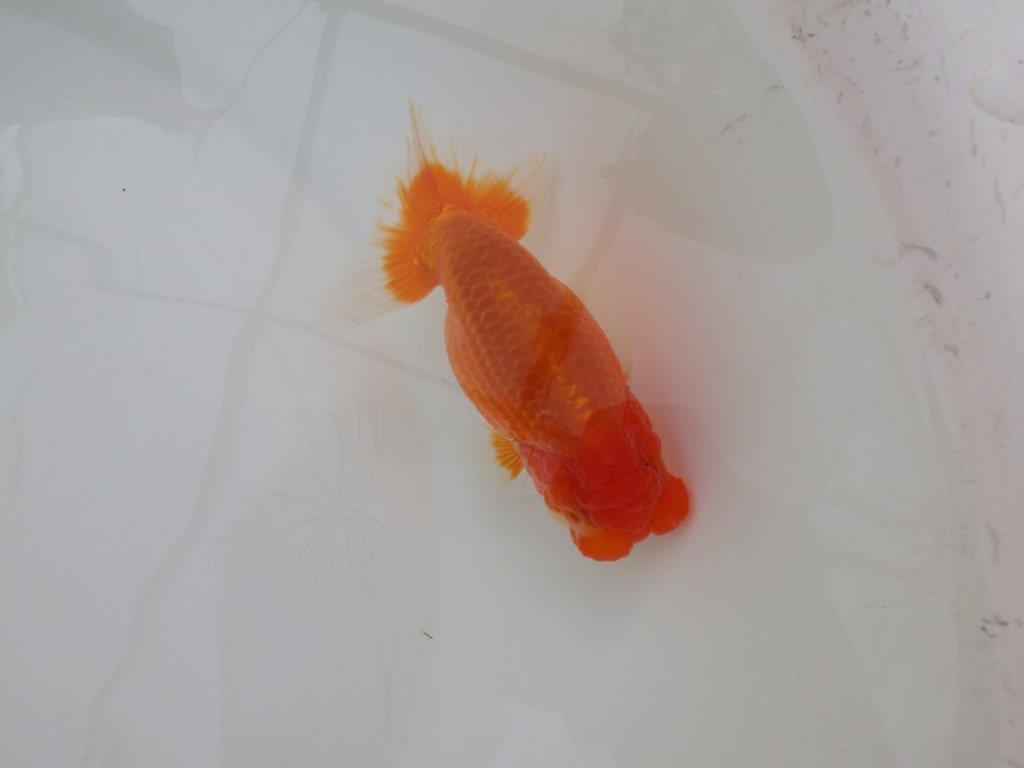 【浜松 松田 力三 氏】二歳で良くなるタイプのらんちゅう 約11,5㎝ オス?