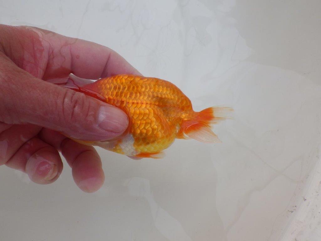 【浜松 松田 力三 氏】二歳で良くなるタイプのらんちゅう 約11,5㎝ オス?