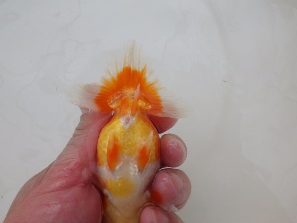 【浜松 松田 力三 氏】二歳で良くなるタイプのらんちゅう 約11,5㎝ オス?