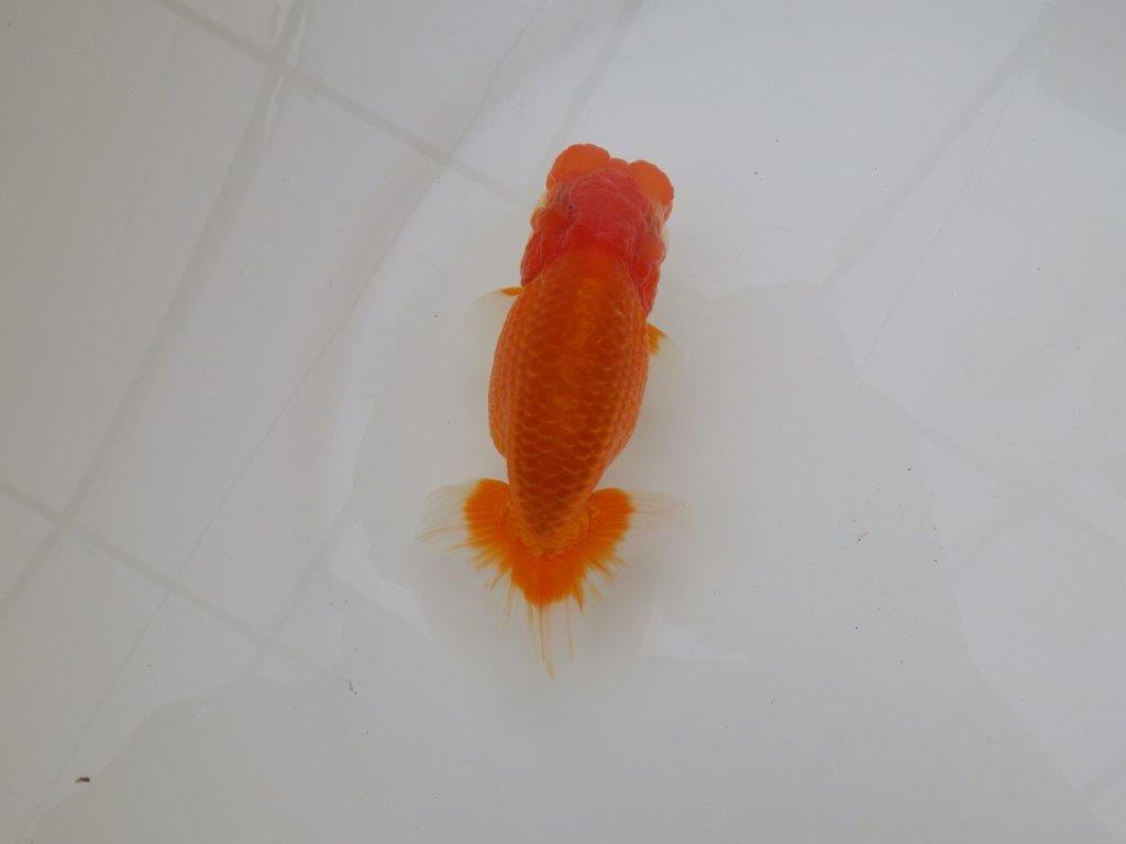 【浜松 松田 力三 氏】二歳で良くなるタイプのらんちゅう 約11,5㎝ オス?