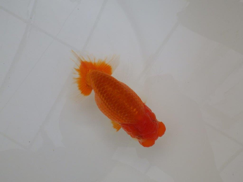 【浜松　松田　力三　氏】二歳で良くなるタイプのらんちゅう　　約11,5㎝ オス？の上身