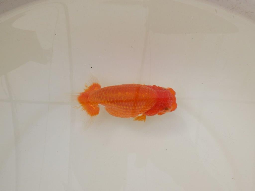 【浜松 松田 力三 氏】素材が良く飼い込みお勧めらんちゅう 約12,5㎝ メス?