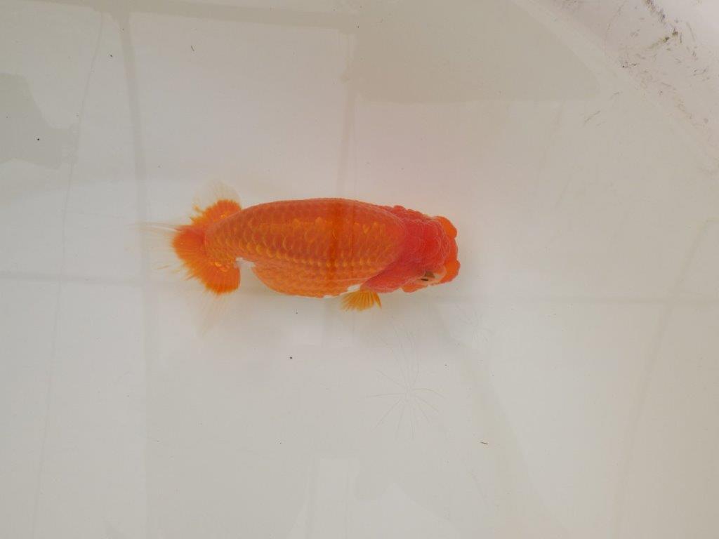 【浜松 松田 力三 氏】素材が良く飼い込みお勧めらんちゅう 約12,5㎝ メス?