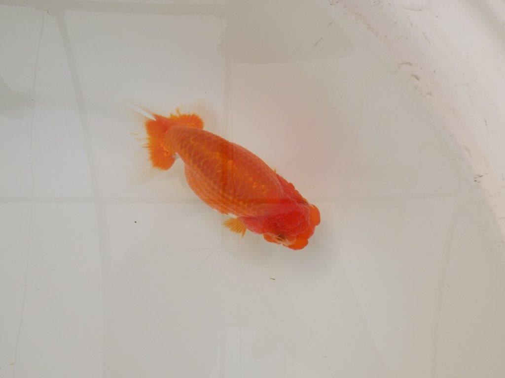 【浜松 松田 力三 氏】素材が良く飼い込みお勧めらんちゅう 約12,5㎝ メス?