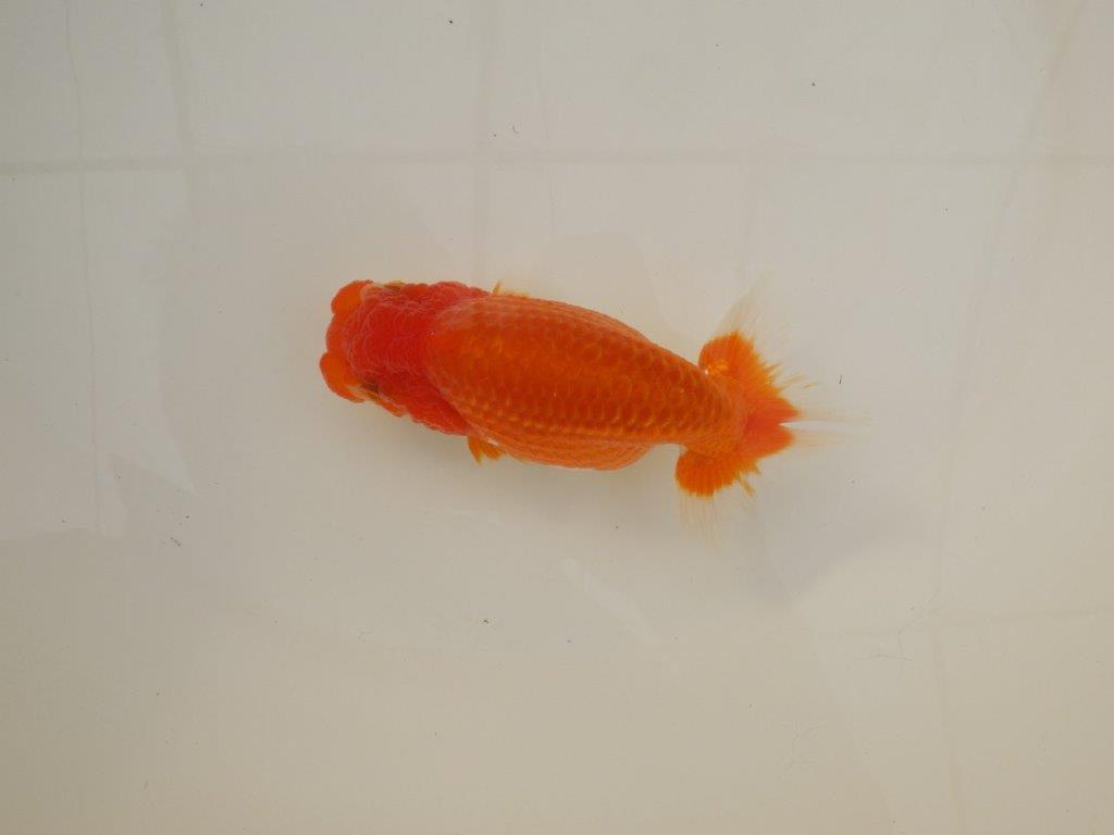 【浜松 松田 力三 氏】素材が良く飼い込みお勧めらんちゅう 約12,5㎝ メス?