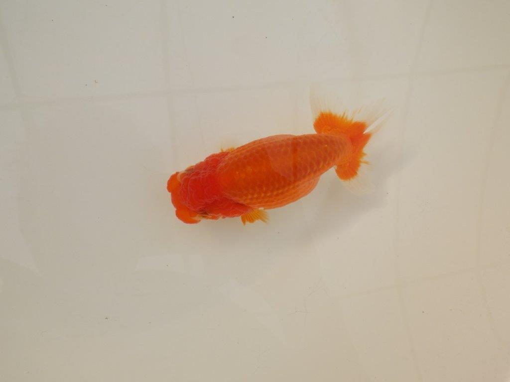 【浜松 松田 力三 氏】素材が良く飼い込みお勧めらんちゅう 約12,5㎝ メス?