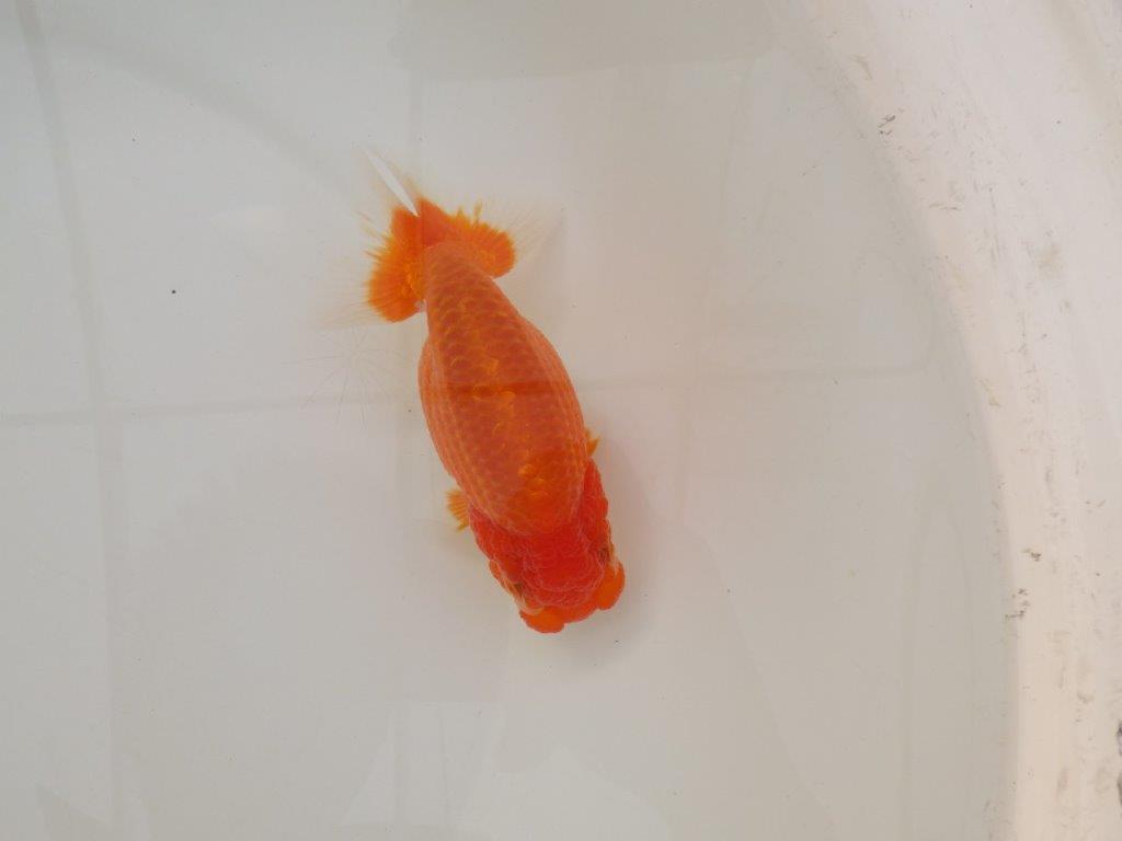 【浜松 松田 力三 氏】素材が良く飼い込みお勧めらんちゅう 約12,5㎝ メス?