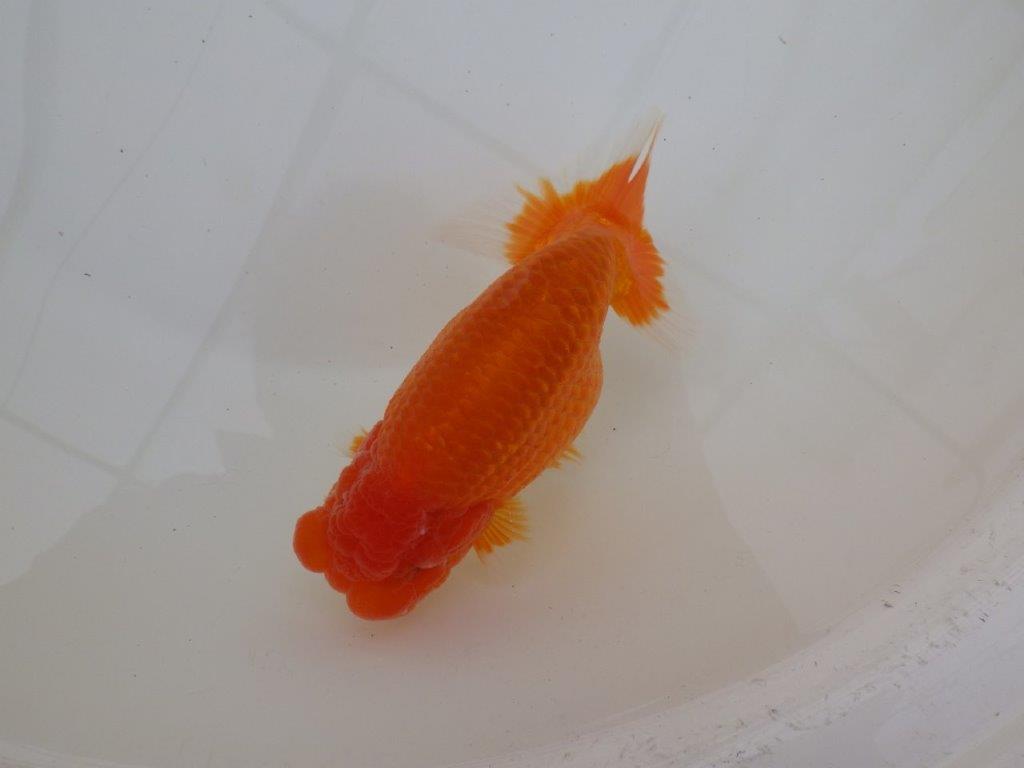 【浜松　松田　力三　氏】素晴らしい雰囲気で仕上がりそうならんちゅう　　約15㎝ オス？の上身