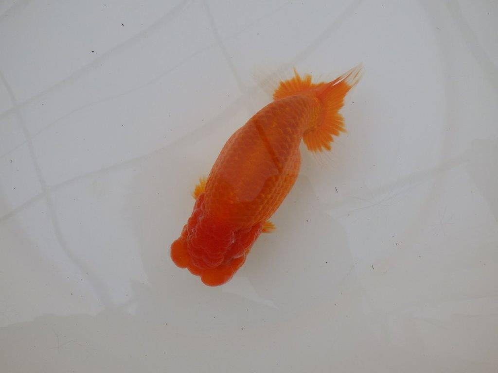 【浜松 松田 力三 氏】素晴らしい雰囲気で仕上がりそうならんちゅう 約15㎝ オス?