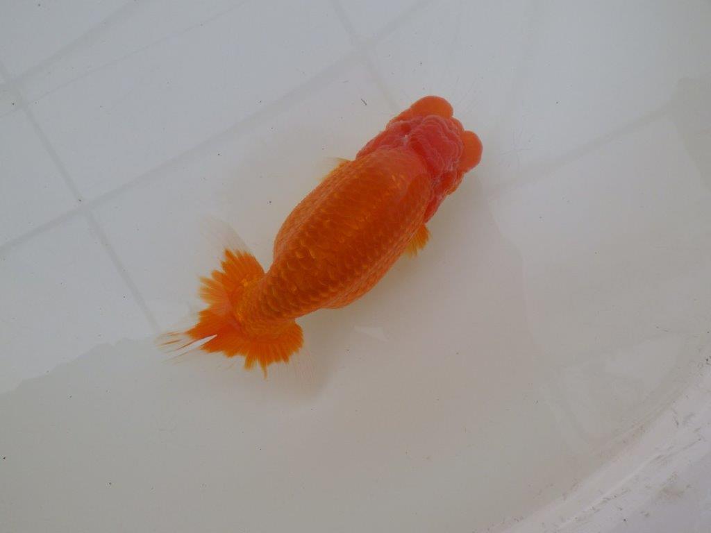 【浜松 松田 力三 氏】素晴らしい雰囲気で仕上がりそうならんちゅう 約15㎝ オス?