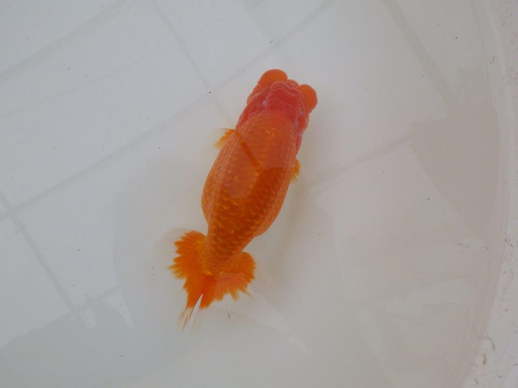 【浜松 松田 力三 氏】素晴らしい雰囲気で仕上がりそうならんちゅう 約15㎝ オス?