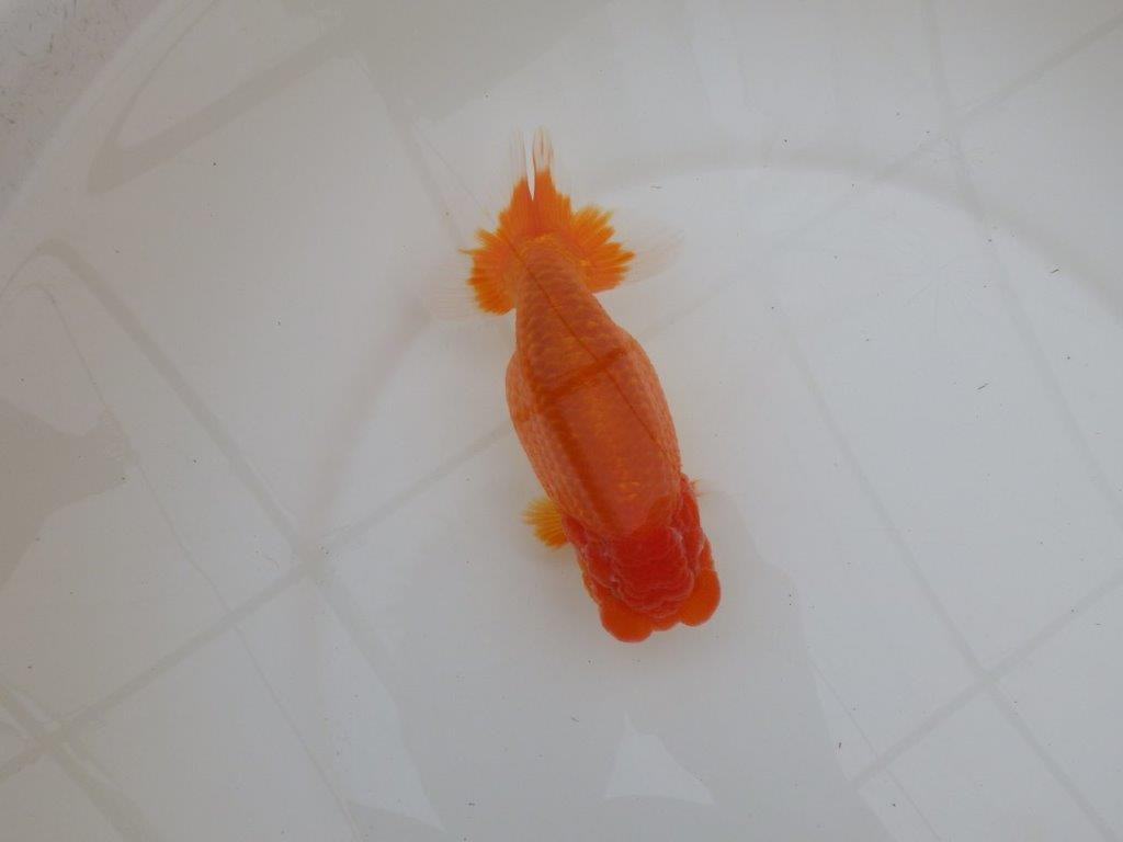 【浜松 松田 力三 氏】素晴らしい雰囲気で仕上がりそうならんちゅう 約15㎝ オス?