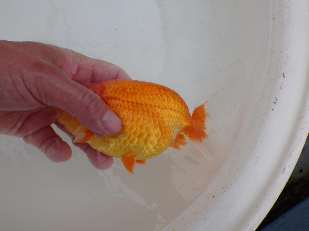 【浜松 松田 力三 氏】素晴らしい雰囲気で仕上がりそうならんちゅう 約15㎝ オス?